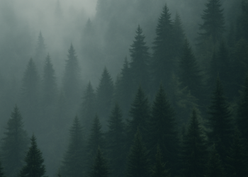 Forêt dense enveloppée de brume illustrant la compréhension progressive et la lecture en profondeur des mécanismes invisibles.